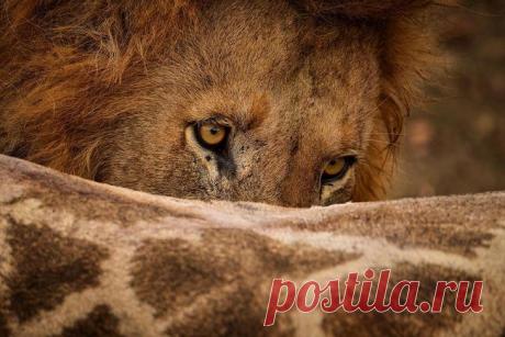 Дикие животные Африки на снимках Стивена Довера
