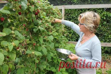 УХОД ЗА ПОСАЖЕННОЙ МАЛИНОЙ 
Сохраните, чтобы не потерять! 
 
В первый год для интенсивного использования участка между кустами малины можно посадить ранние овощи: укроп, чеснок, лук на перо, репу, редис, морковь, свеклу для летнего борща, салат или посеять цветы бархатцы, которые потом закопать как зеленое удобрение и профилактическое средство против нематод. 
Следующие годы почву содержат под мульчей. 
Для уничтожения насекомых, зимующих в почве, пленку рано весной припод...