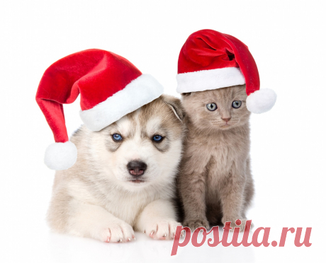 Christmas_Dogs_Cats_506558.jpg (Изображение JPEG, 1265 × 1024 пикселов) - Масштабированное (67%)
