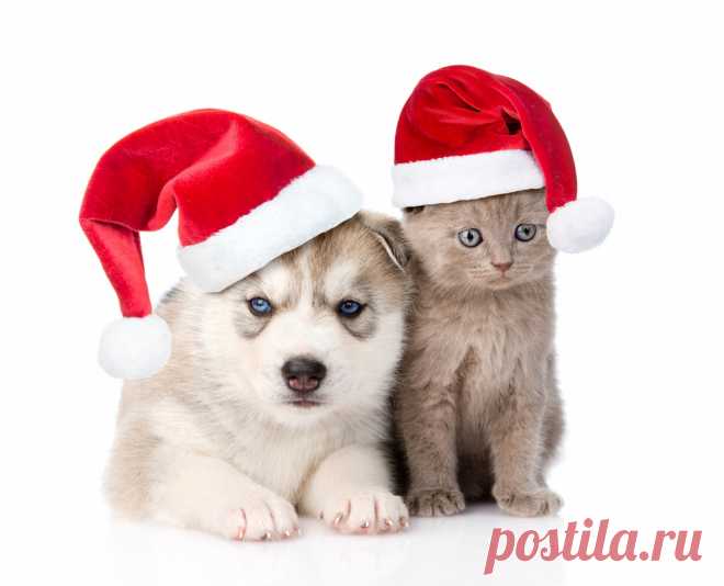 Christmas_Dogs_Cats_506558.jpg (Изображение JPEG, 1265 × 1024 пикселов) - Масштабированное (67%)