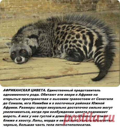 Самые и редкие животные на планете