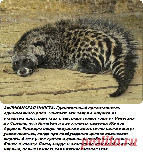 Самые и редкие животные на планете