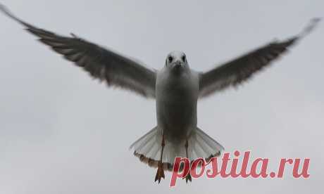 Чайки в Ужгороде