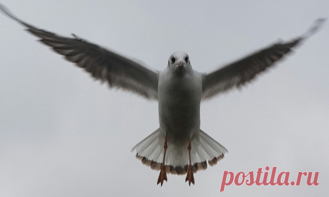 Чайки в Ужгороде