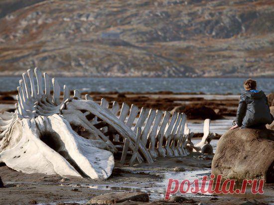 20 ТЕКСТОВ О ЛЕВИАФАНЕ, КОТОРЫЕ НАДО ПРО / Медицина для всех