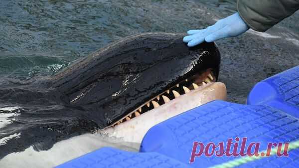 В охотоморских бухтах Магадана активизировались косатки