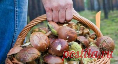 Осторожно - грибы-2018! Я грибник со стажем в 37 лет. Собирал грибы везде, где только их встречал. В тайге, на Кольском полуострове, в Беловежской пуще, во всех лесах Украины, России, Беларуси…Микологом себя не назову, но за годы изучил очень много литературы и всевозможной живой информации о грибах, в том числе и...