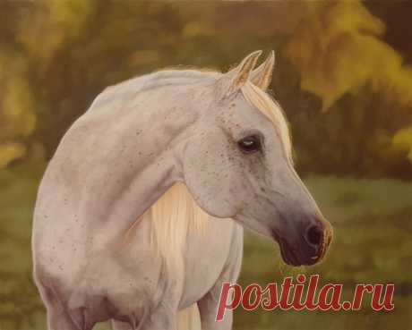 Рисунки и портреты лошадей Кати Зауэр