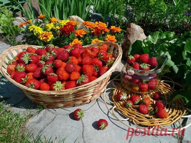 Клубника - богиня ягод.