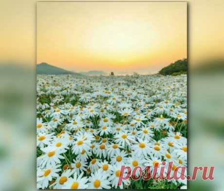 🌼 Лето — это прекрасно.