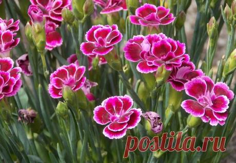 Красивые многолетние цветы, которые могут украсить ваш сад на много лет Каждому известно, что цветы не вечны. Есть такие, которые прекращают свою жизнь за один сезон, а есть те, кто живёт с десяток лет.