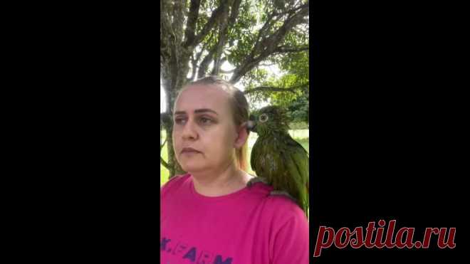 Смотреть со звуком: женщина ругается со своим попугаем