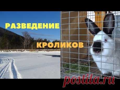 Технология разведения кроликов: спаривание, сукрольность, окрол/Выкармливание и отсадка крольчат