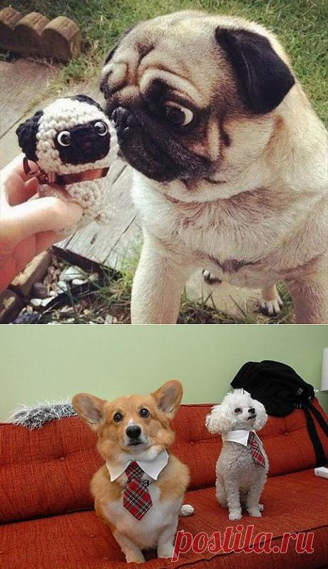 ЮМОРА немножко о собаках и кошках . | Приколы про котов :)