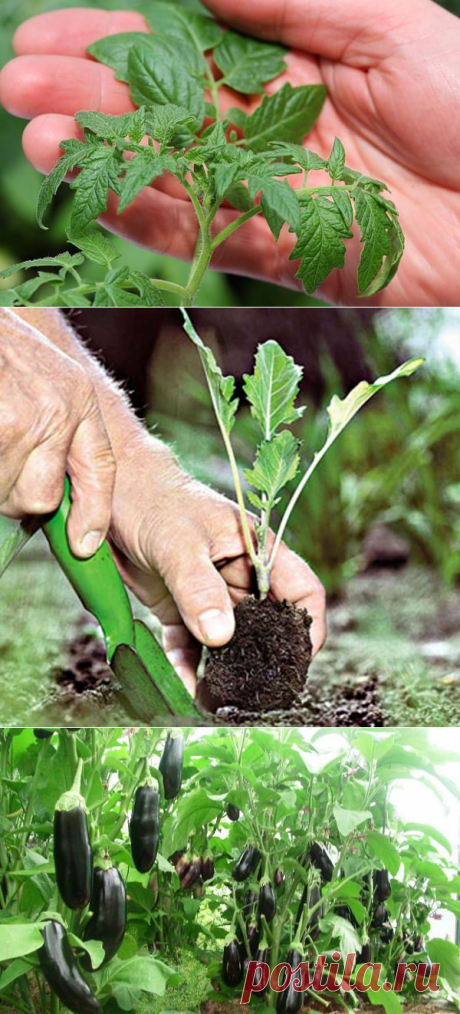 (99) Одноклассники