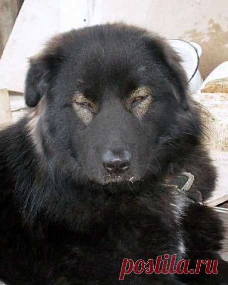 Ван Хара Алмазик.