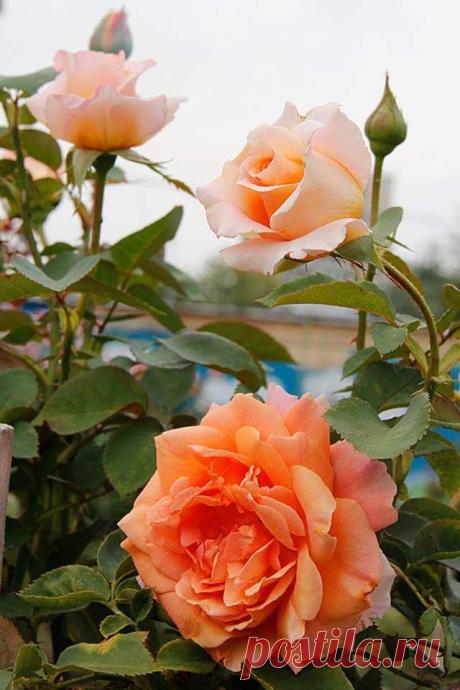 Галина Андреева – Google+