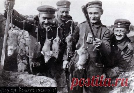 Первая мировая война и крысы | История войны | Яндекс Дзен
