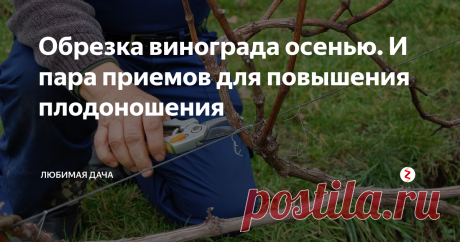 Обрезка винограда осенью. И пара приемов для повышения плодоношения Обрезка винограда осенью подвластна даже новичку, если знать определенные приемы и выполнять их с первого года жизни винограда. Эти агротехнические приемы по обрезке винограда помогут вам добиться больших урожаев при минимальных затратах времени и нервов.
В прошлой теме я обещала вам дорогие читатели описать процесс обрезки винограда, и вот сейчас все разложу по полочкам.
Лучшее время для обрезки