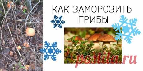 Домашний блог Валерии Питерской: Как заморозить грибы на зиму.