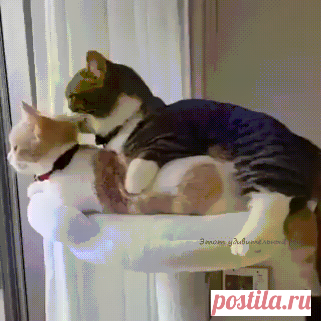 Никому не отдам свою Мурочку!