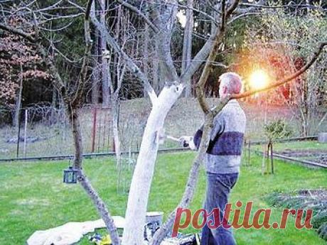 НОЯБРЬСКИЕ ЗАБОТЫ В САДУ И В ОГОРОДЕ