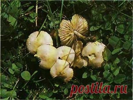Опенок луговой, луговик (Marasmius oreades)