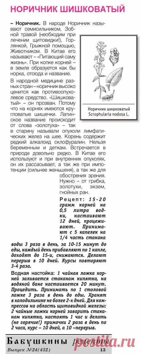 Норичник шишковатый