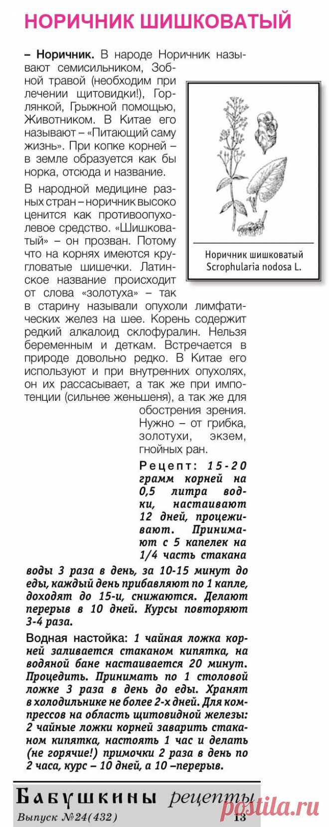 Норичник шишковатый