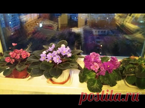 #676.фильм о фиалочках,от пересадки и омоложения до цветения...некоторых.