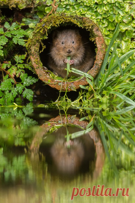 Water Vole – Kent, England | Amazing Pictures - Amazing Pictures, Images, Photography from Travels All Aronud the World
