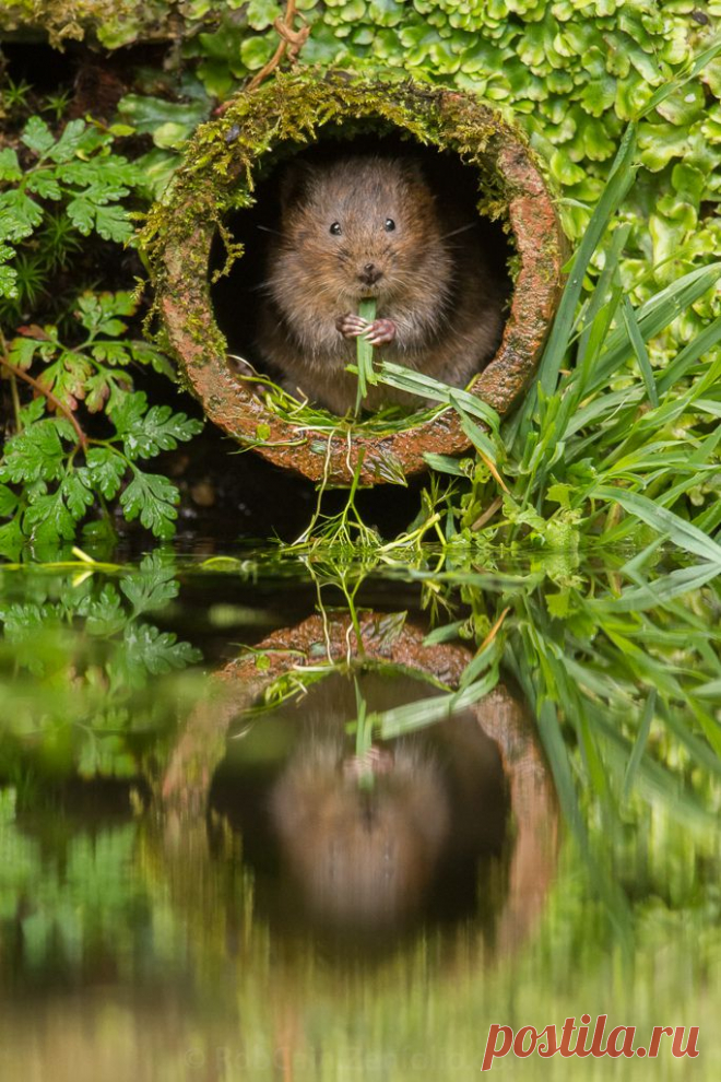 Water Vole – Kent, England | Amazing Pictures - Amazing Pictures, Images, Photography from Travels All Aronud the World