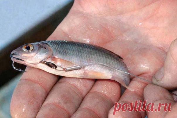 Топ лучших живцов  / Богатая добыча