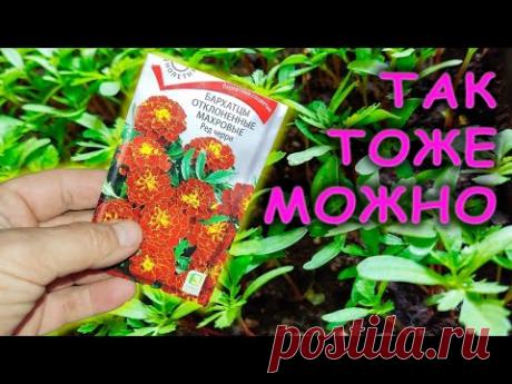 Теперь места для рассады хватает всем  Выращиваю рассаду цветов сколько хочу!