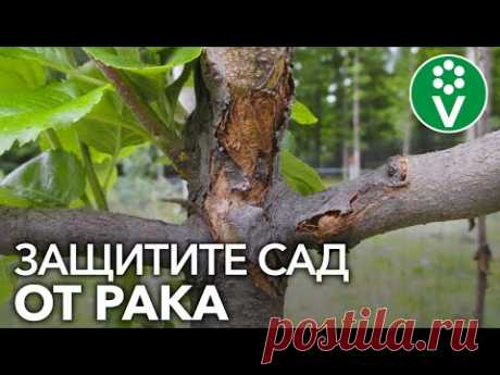 САМАЯ СТРАШНАЯ БОЛЕЗНЬ ПЛОДОВЫХ - РАК. Как определить и как лечить?