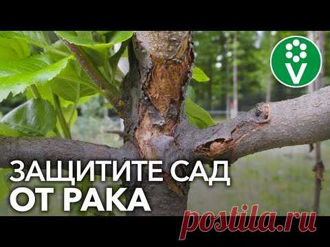 САМАЯ СТРАШНАЯ БОЛЕЗНЬ ПЛОДОВЫХ - РАК. Как определить и как лечить?