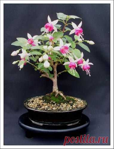 Bonsai Garden - Home Of Fuchsia Bonsai By Kath Van Hanegem  |  Pinterest • Всемирный каталог идей