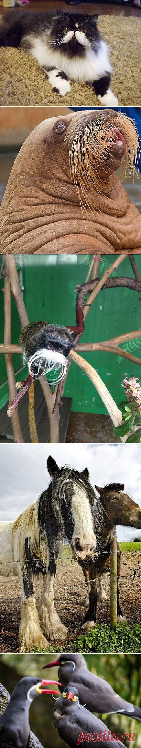 (+1) тема - Забавные усачи из мира животных | Четвероногий юмор