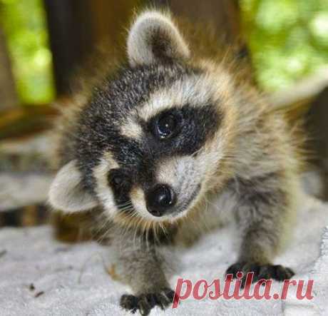 милашка