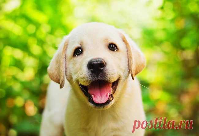 Новая книга - Щенок от А до Я. Дрессировка, воспитание и содержание - SunnyDog