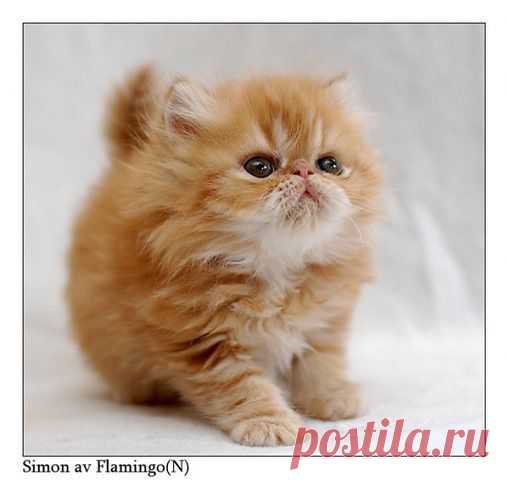 ᴼᴿᴵᴳᴵᴺᴬᴸ   SМАЙЛИКИ   (ړײ)
ღМилана ღ