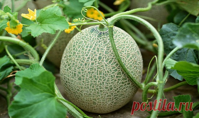 Выращивание дыни в холодных регионах: 3 условия и 3 сорта
