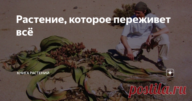 Растение, которое переживет всё Доброго жаркого дня, дорогие читатели! Сегодня #КнигаРастений перенесёт вас в пустыню Намиб - самую древнюю пустыню мира, простирающуюся вдоль Атлантического океана через всю Намибию (страна получила от пустыни своё название). В обжигающих песках за всё время их существования возникло несколько уникальных видов растений и животных, приспособленных к жизни в местном чрезвычайно враждебном климате и не встречающихся больше нигде. Так, ВЕЛЬВИЧИ...