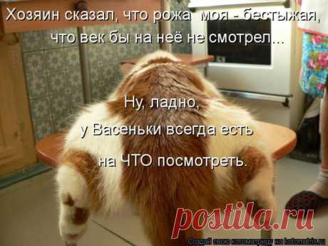 Решили мы перекусить (котоматрица) | Обхохочешься