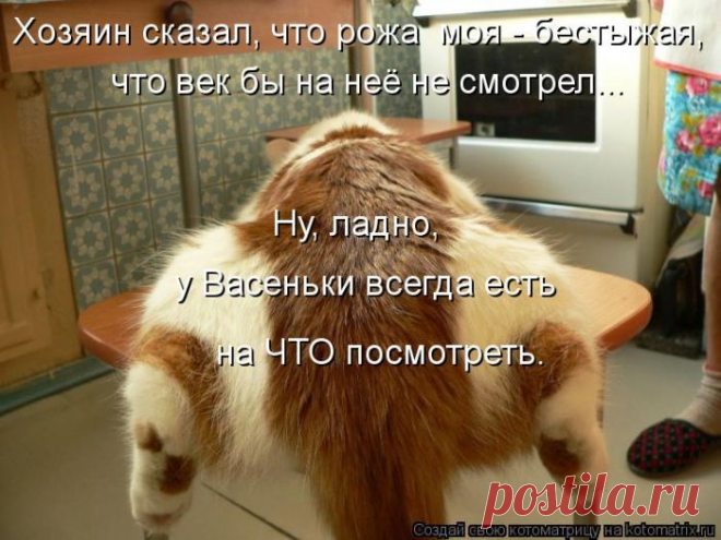 Решили мы перекусить (котоматрица) | Обхохочешься