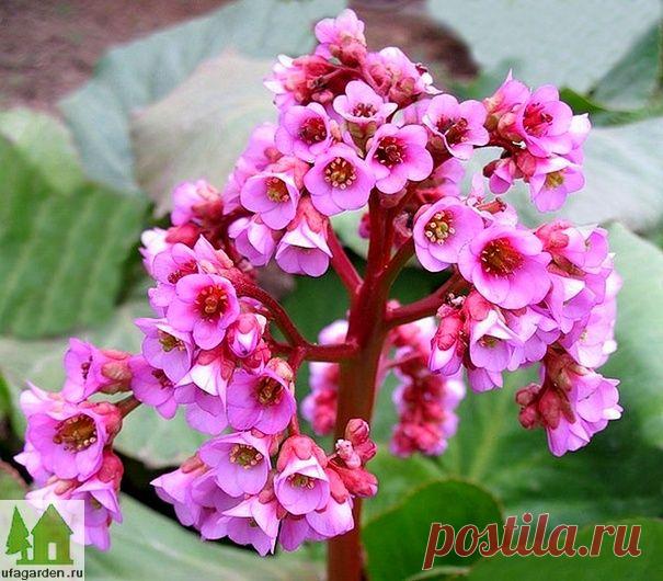 Бадан | Дачная жизнь - сад, огород, дача