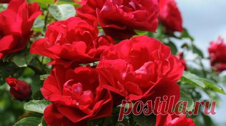 5 лучших сортов плетистых роз для Сибири | В цветнике (Огород.ru)