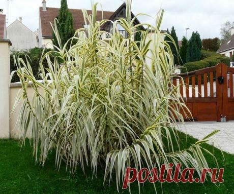 Декоративные злаки, о которых вы не знали | Что посадить? | Яндекс Дзен