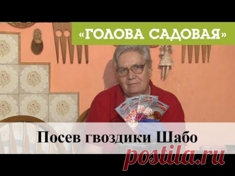 Голова садовая - Посев гвоздики Шабо