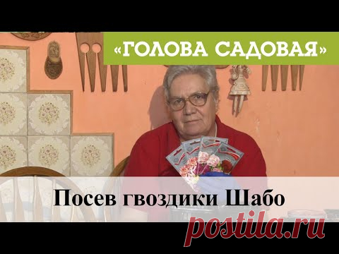 Голова садовая - Посев гвоздики Шабо